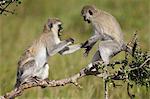 Two vervet monkeys (Chlorocebus aethiops) playing, Serengeti National Park, Tanzania, East Africa, Africa