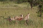 Three cheetah (Acinonyx jubatus), Serengeti National Park, Tanzania, East Africa, Africa