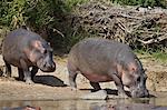 Two hippopotamus (Hippopotamus amphibius) returning to the water, Serengeti National Park, Tanzania, East Africa, Africa