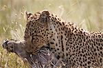 Leopard (Panthera pardus) carrying a warthog, Serengeti National Park, Tanzania, East Africa, Africa