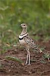 Two-banded courser (double-banded courser) (Rhinoptilus africanus), Serengeti National Park, Tanzania, East Africa, Africa
