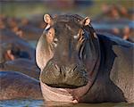 Hippopotamus (Hippopotamus amphibius), Serengeti National Park, Tanzania, East Africa, Africa