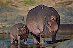 Hippopotamus (Hippopotamus amphibius) mother and calf, Serengeti National Park, Tanzania, East Africa, Africa