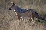 Black-backed jackal (silver-backed jackal) (Canis mesomelas), Serengeti National Park, Tanzania, East Africa, Africa