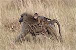 Olive baboon (Papio cynocephalus anubis) infant riding on its mother's back, Serengeti National Park, Tanzania, East Africa, Africa