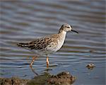 Ruff (Philomachus pugnax), Serengeti National Park, Tanzania, East Africa, Africa