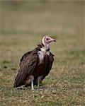 Hooded vulture (Necrosyrtes monachus), Serengeti National Park, Tanzania, East Africa, Africa