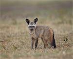 Bat-eared fox (Otocyon megalotis), Serengeti National Park, Tanzania, East Africa, Africa
