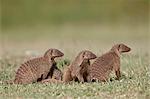 Banded mongoose (Mungos mungo), Serengeti National Park, Tanzania, East Africa, Africa