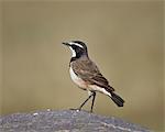 Capped wheatear (Oenanthe pileata), Serengeti National Park, Tanzania, East Africa, Africa