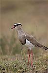 Crowned plover (crowned lapwing) (Vanellus coronatus), Serengeti National Park, Tanzania, East Africa, Africa