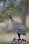 Helmeted guineafowl (Numida meleagris), Serengeti National Park, Tanzania, East Africa, Africa