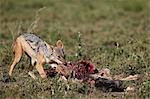 Black-backed jackal (silver-backed jackal) (Canis mesomelas) at a blue wildebeest calf kill, Serengeti National Park, Tanzania, East Africa, Africa