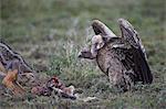 Ruppell's griffon vulture (Gyps rueppellii) approaches a black-backed jackal (silver-backed jackal) (Canis mesomelas) at a blue wildebeest calf kill, Serengeti National Park, Tanzania, East Africa, Africa