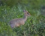 Male Kirk's dik dik (Kirk's dik-dik) (Madoqua kirkii), Serengeti National Park, Tanzania, East Africa, Africa