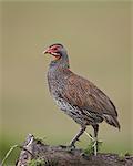 Grey-breasted spurfowl (gray-breasted spurfowl) (grey-breasted francoli) (gray-breasted francolin) (Francolinus rufopictus), Serengeti National Park, Tanzania, East Africa, Africa