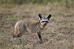 Bat-eared fox (Otocyon megalotis), Serengeti National Park, Tanzania, East Africa, Africa