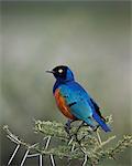 Superb starling (Lamprotornis superbus), Serengeti National Park, Tanzania, East Africa, Africa