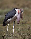 Marabou stork (Leptoptilos crumeniferus) with a full crop, Serengeti National Park, Tanzania, East Africa, Africa