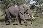 African Elephant (Loxodonta africana), Serengeti National Park, Tanzania, East Africa, Africa