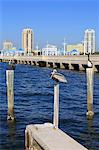 St. Petersburg skyline, Tampa, Florida, United States of America, North America