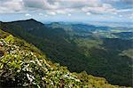 View over the Springbrook National Park, New South Wales, Australia, Pacific