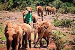 The David Sheldrick Elephant Orphanage takes in juvenile elephants (Loxodonta africana) orphaned by ivory poachers, Nairobi, Kenya, East Africa, Africa