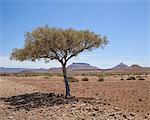 The shade of a tree, Damaraland, Namibia, Africa