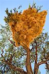 A particularly large social weaver bird nest growing in a dead acacia tree, NamibRand, Namib Desert, Namibia, Africa