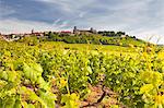 Vineyards near to the hilltop village of Vezelay in the Yonne area of Burgundy, France, Europe