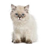 British Longhair kitten, sitting, staring at the camera, 5 months old, isolated on white