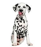 Front view of a young Dalmatian sitting, licking, isolated on white