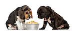 Beagle and Pug puppies sitting in front of a full dog bowl with disgust, isolated on white