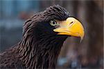 Portrait of a black eagle with yellow beak