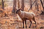 Horned Reindeer at zoo