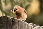 eurasian jay ( garrulus glandarius ) eating bread from a stump with food