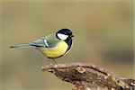 great tit ( parus major ) standing on perch over blurred background