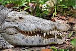 close up of an alligator on the ground of the rain forest in Belize