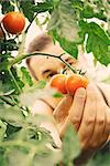 Summer vegetable garden concept with gardener harvesting ripe tomatoes.