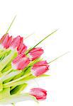 Heap of Spring Magenta Tulips with Green Grass and Water Drops closeup on White background