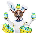 dog dressed up as easter bunny holding and balancing eggs