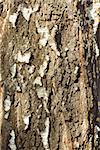 Bark detail of old birch tree in the sunlight