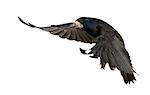 Rook - Corvus frugilegus (3 years old) ::::  the word "crow" must be used