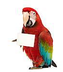 Green-winged Macaw (1 year old)