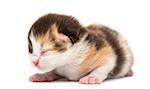 New-born Highland straight or fold kitten lying, 1 week old, isolated on white