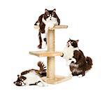 British longhair cats on a cat tree, isolated on white