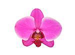 Beautiful flower Orchid, pink phalaenopsis close-up isolated on white background