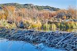 beaver dam on North Platte River  above Northgate Canyon near Cowdrey, Colorado, in a fall scenery