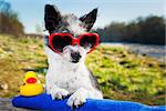 dog with heart sunglasses on a summer vacation day