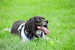 happy spaniel guarding her tennis ball after a game of fetch